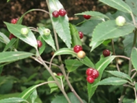 青荚叶茎髓