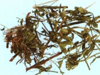 香排草