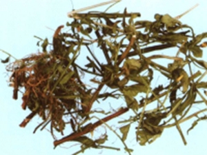 香排草