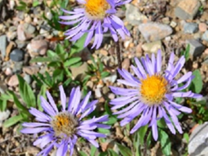 太白菊