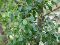 小叶杨