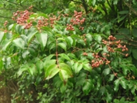 野鸦椿皮