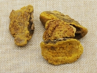 桑黄