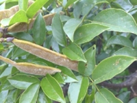岩豆藤根