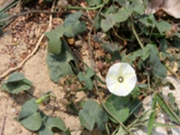 月光花种子