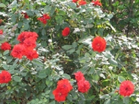 月季花叶