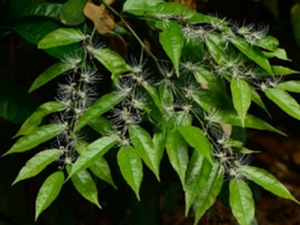 野香橼花