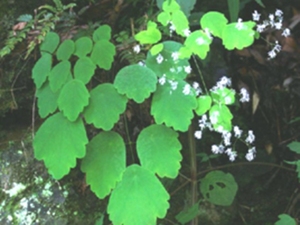 岩扫把