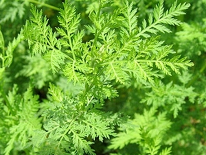 青蒿蠹虫