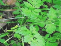香根芹