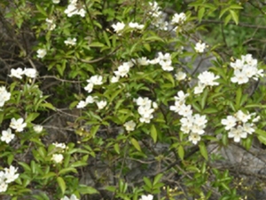 香花刺