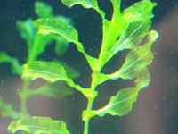 酸水草