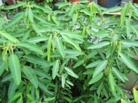 无风自动草