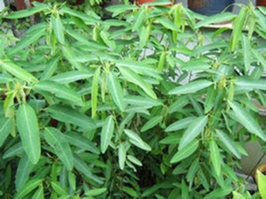 无风自动草