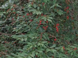 上山虎