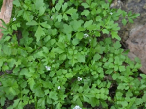 碎米荠