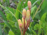 胭脂花