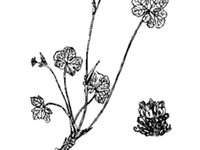 皱叶变豆菜