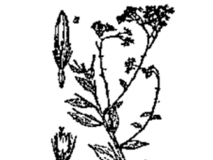 青箭杆草