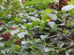 吴茱萸根