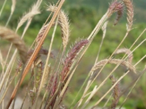 蜈蚣草根