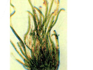 苔垢菜