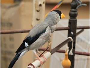 桑鳸