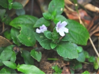 岩冬菜