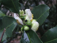 秃房茶子