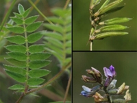 醉马草