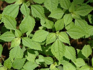 苔水花