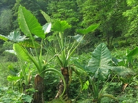 野芋实
