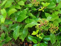 水红木根
