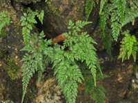 小野鸡尾