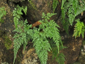 小野鸡尾