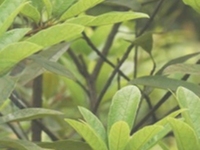香皮树