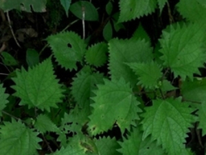 蝎子草