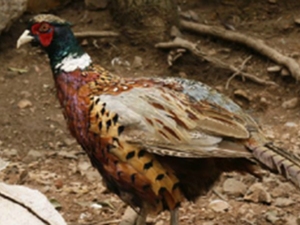 雉肝