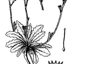 莲座叶通泉草