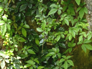 走游草