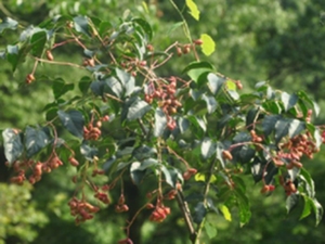 野鸦椿根