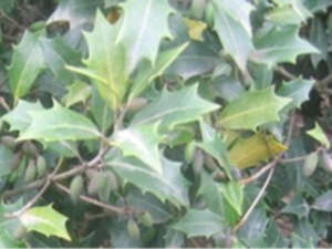香木菌桂