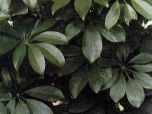 小叶鹅掌柴