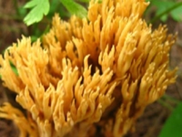 帚菌