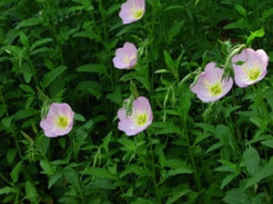 月见草
