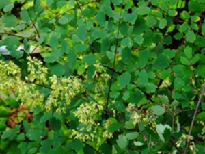 烟窝草