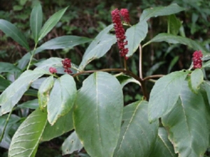 商陆花