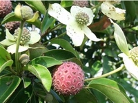 小叶密花远志
