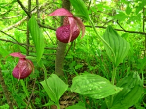 蜈蚣七