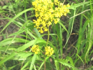 岩败酱